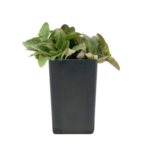 Oregano - Hopley's Oregano
