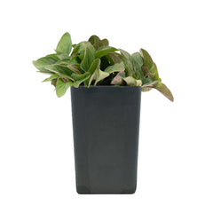 Oregano - Hopley's Oregano