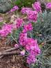 Clove Pink