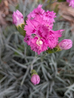Clove Pink