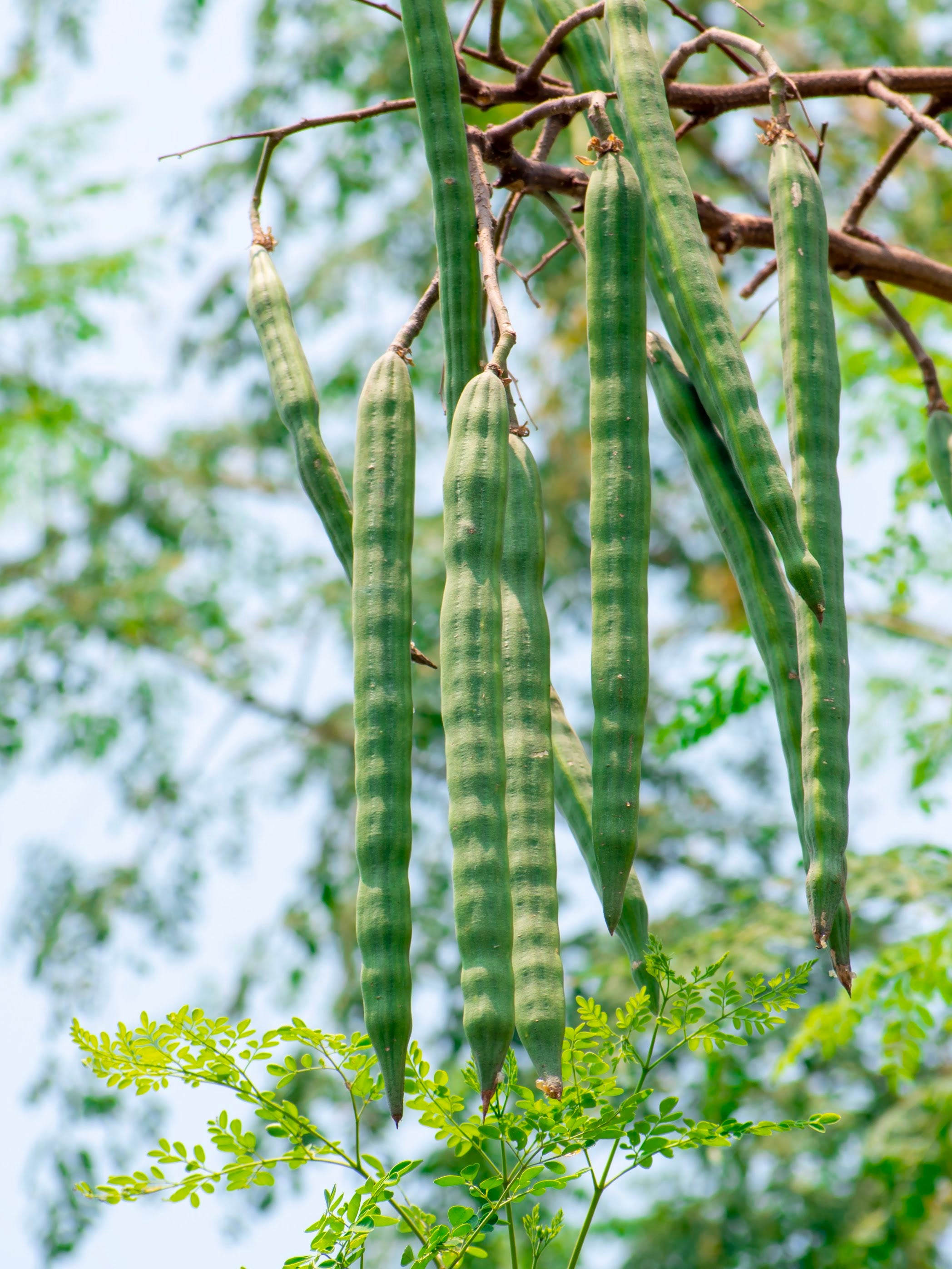 moringa plant Moringa | Moringa oleifera Plant