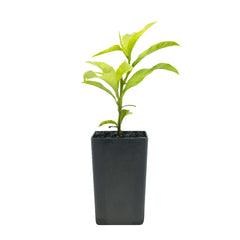 Night-scented Jessamine