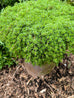 Thyme - Orange Peel Thyme