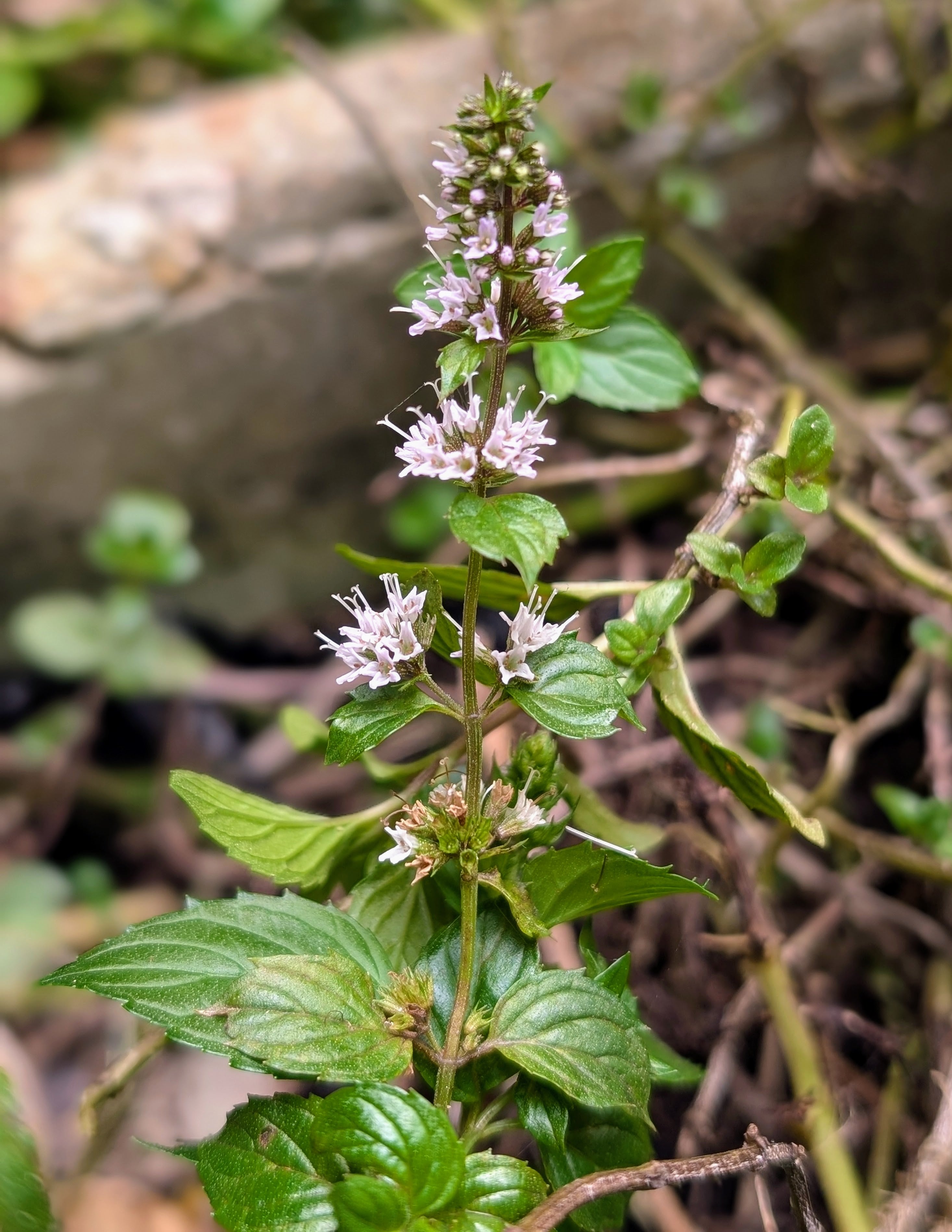 peppermint plant Organic Mint Peppermint Plants (Mentha x piperita) } Shop Now – Mudbrick  Herb Cottage