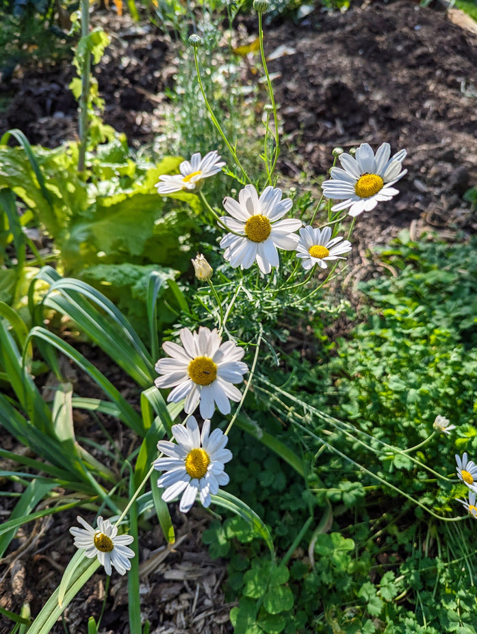 Organic Pyrethrum | Tanacetum cinerariifolium Plant – Mudbrick Herb Cottage