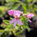 Scented Geranium Rober&