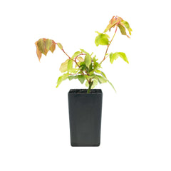 Rose Duchess de Brabant