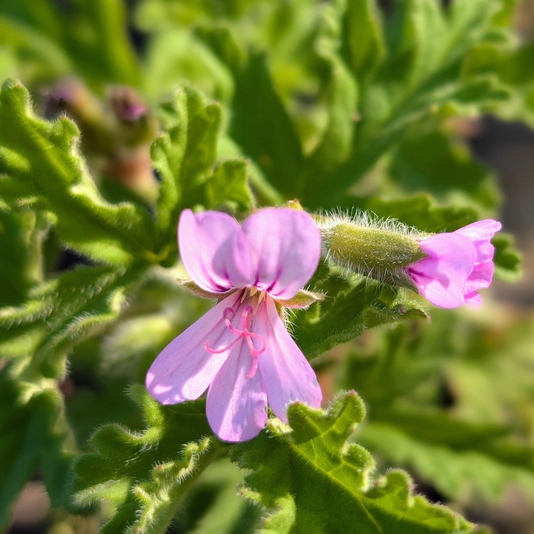 Organic Scented Geranium Rose Plant - Mudbrick Herb Cottage