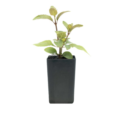 Salvia agnes