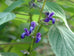 Salvia caudata