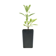 Salvia 'Celestial Blue'