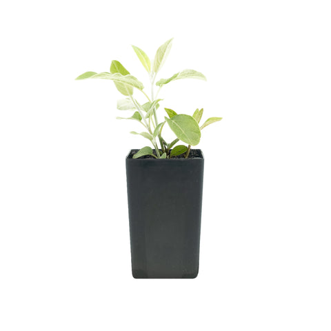 Salvia discolor