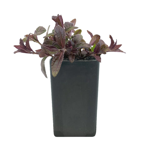 Salvia sinaloensis
