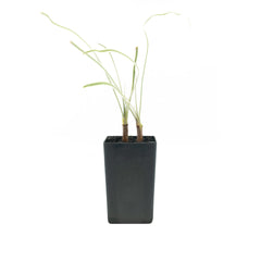 Society Garlic - Variegated