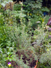 Thyme - Spanish Wood Thyme