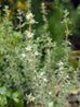Thyme - Spanish Wood Thyme