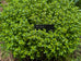 Thyme - Wild Thyme