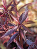 Purple Mukunu-Wenna Herb