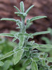Salvia fruiticosa