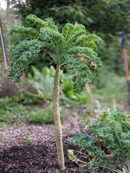 Organic Dwarf Blue Curled Kale | Brassica oleracea Plant