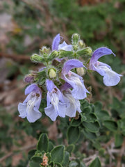 Salvia africana