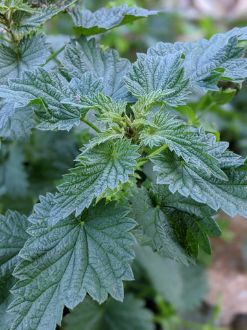 Organic Nettle | Buy Stinging Nettle Plant - Mudbrick Herb Cottage