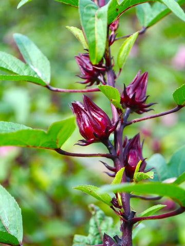 Rosella