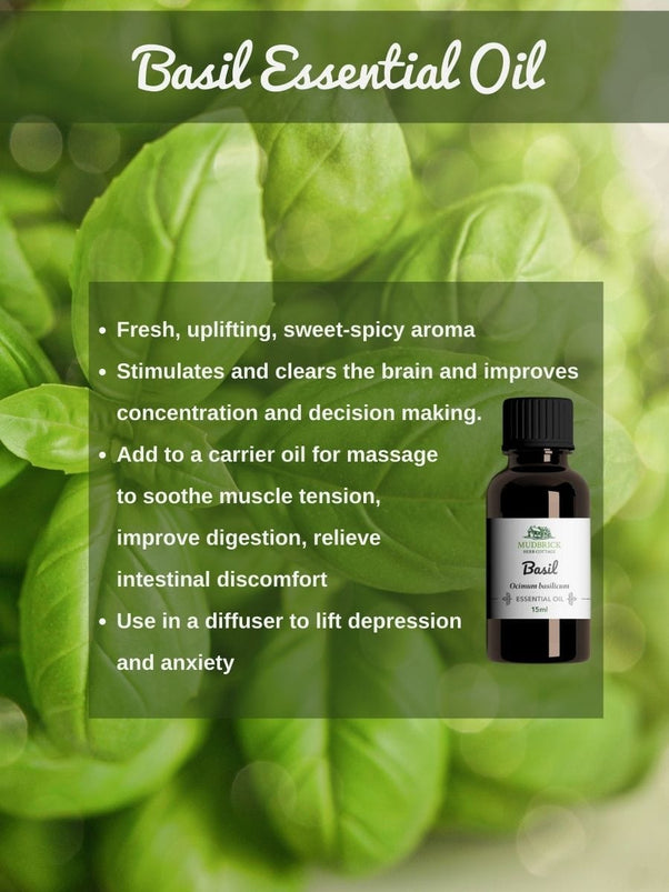 Buy Basil Essential Oil Online Mudbrick Herb Cottage