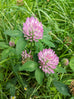 Red Clover