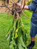 comfrey root and leaf