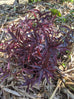 Purple Mukunu-Wenna Plant
