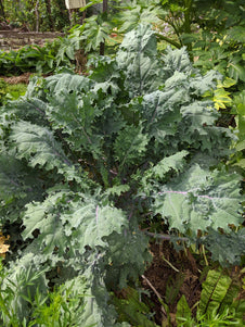 Full Grown Red Russian Kale