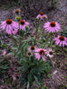 echinacea plant for sale
