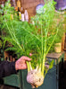 Fennel - Florence Fennel
