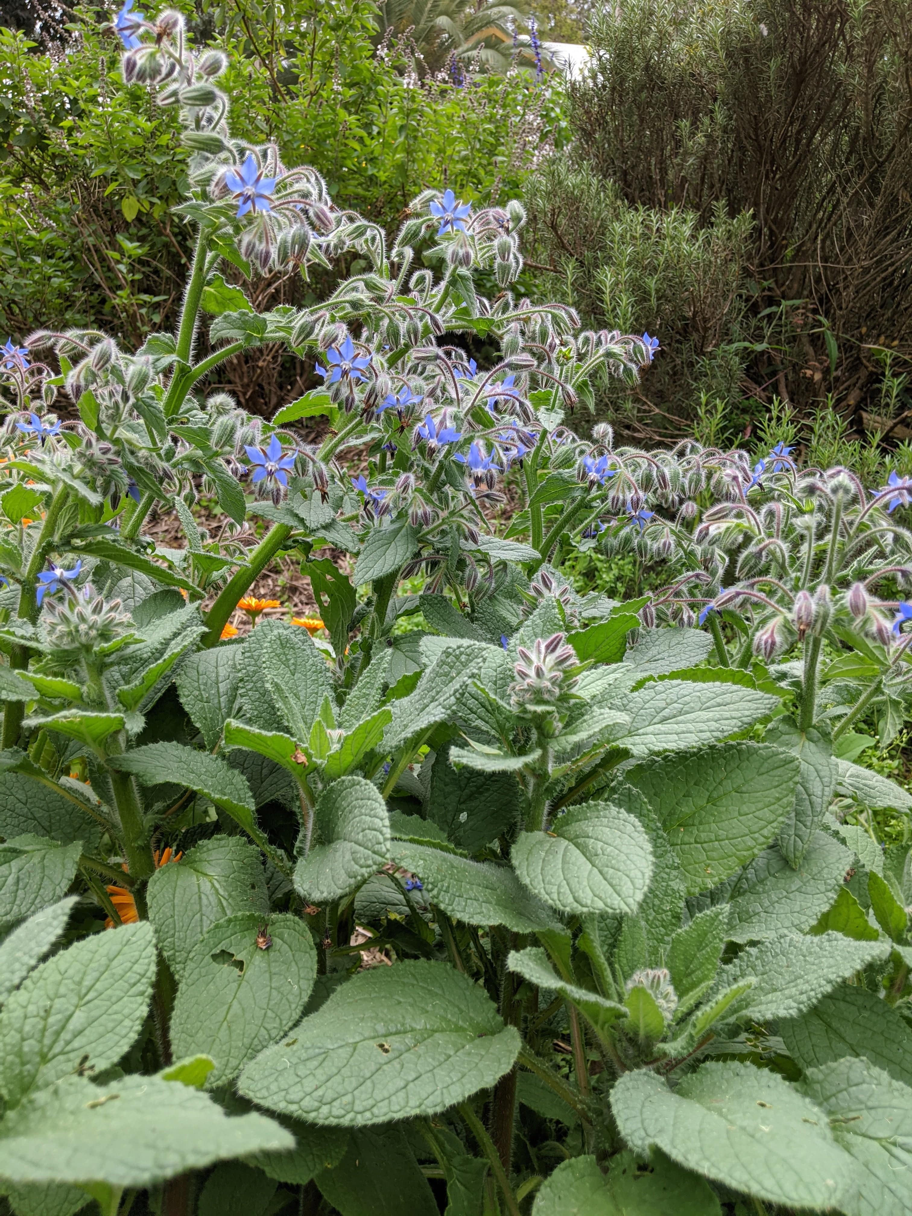 Organic Borage Plant | Borago officinalis