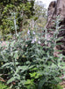 Salvia fruiticosa