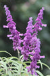 mexican sage flower