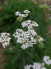 Yarrow White Flower