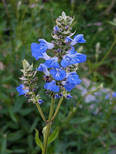 Salvia uliginosa 'Bog Sage' Flower