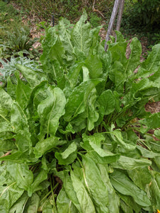 Sorrel Herb Plant