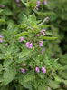 Black Horehound