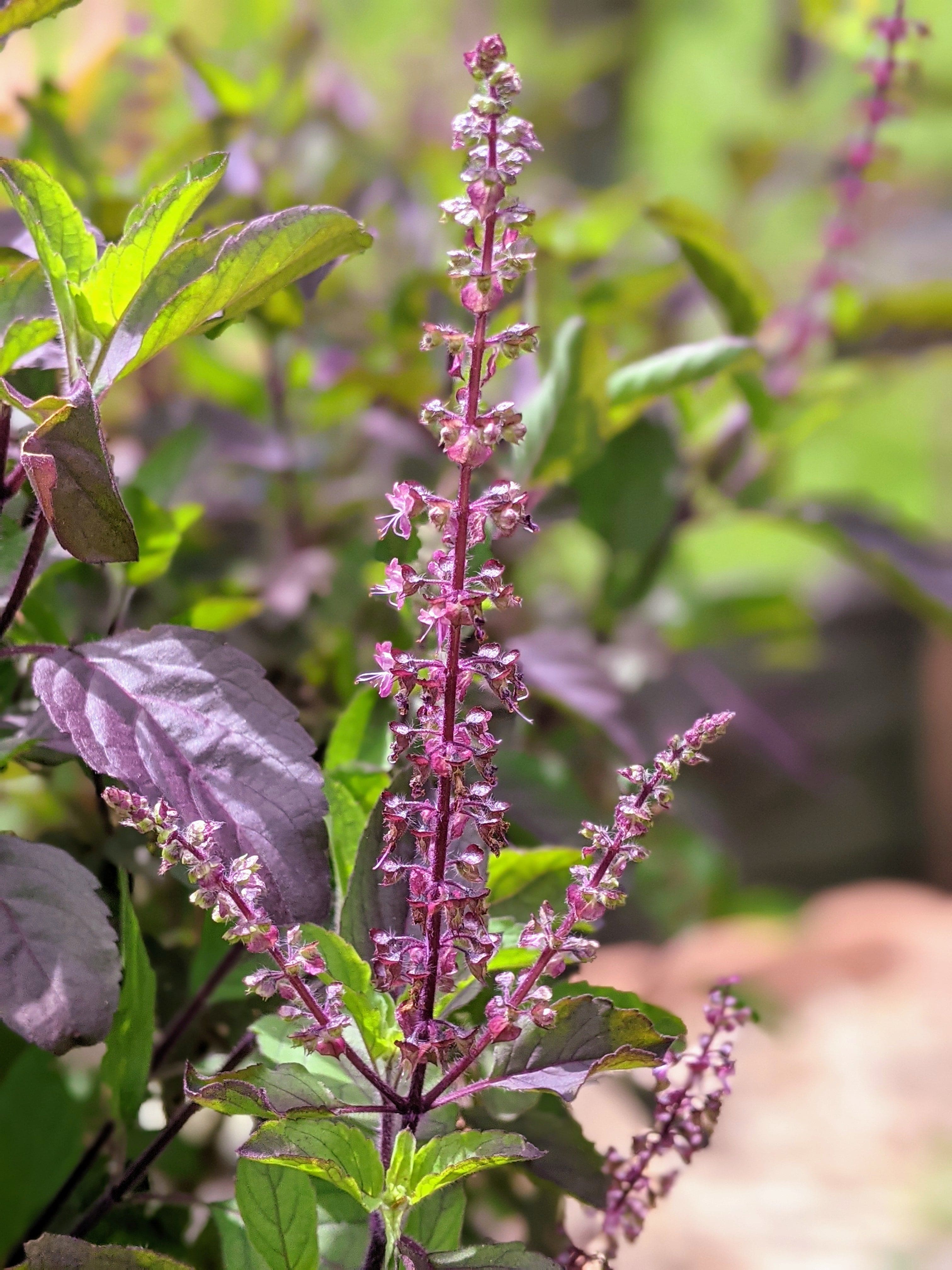 Organic Thai Holy Basil Plants (Ocimum tenuiflorum 'Krapao') – Mudbrick  Herb Cottage