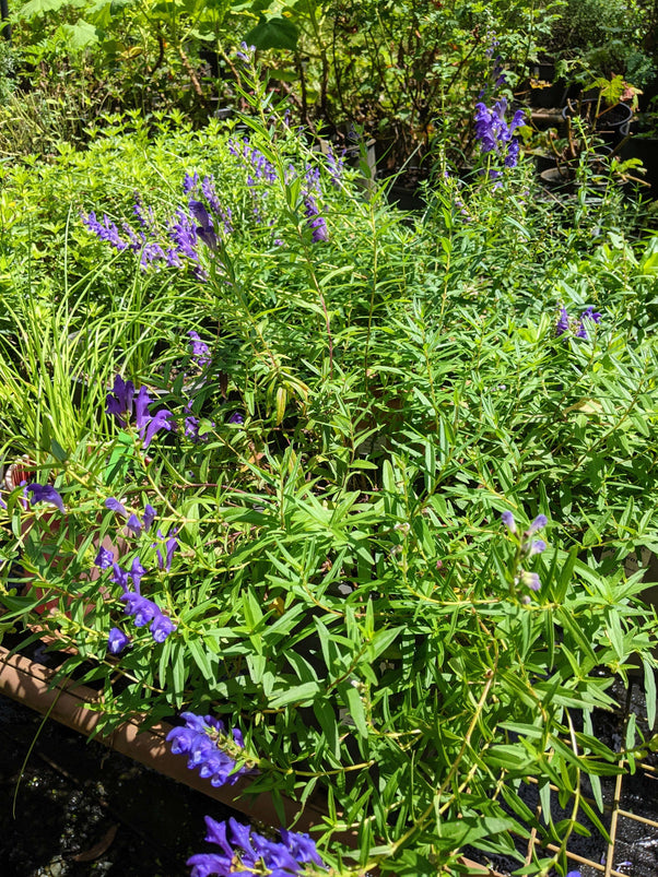 Organic Baikal Skullcap | Scutellaria baicalensis Plant - Mudbrick Herb ...