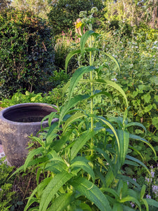 Boneset Herb Plant