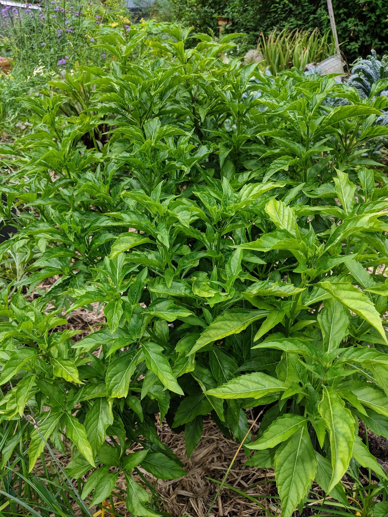 Green Pepper Basil Ocimum selloi Plant Mudbrick Herb Cottage