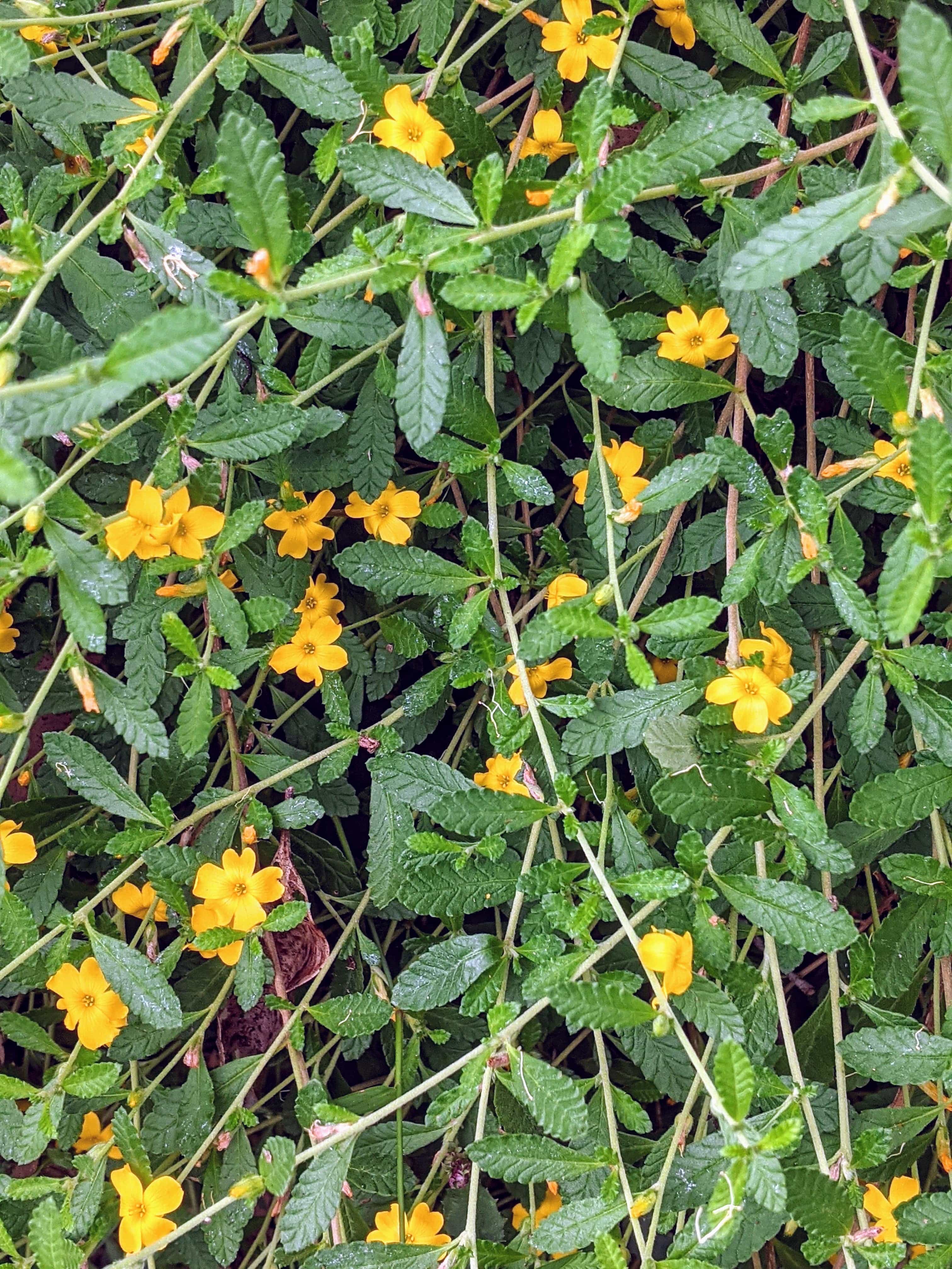Organic Damiana (Turnera diffusa) Herb Plant Seedlings – Mudbrick Herb  Cottage