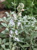 white sage flower