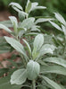 sage herb