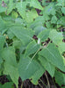 Salvia sagittata x macrophylla