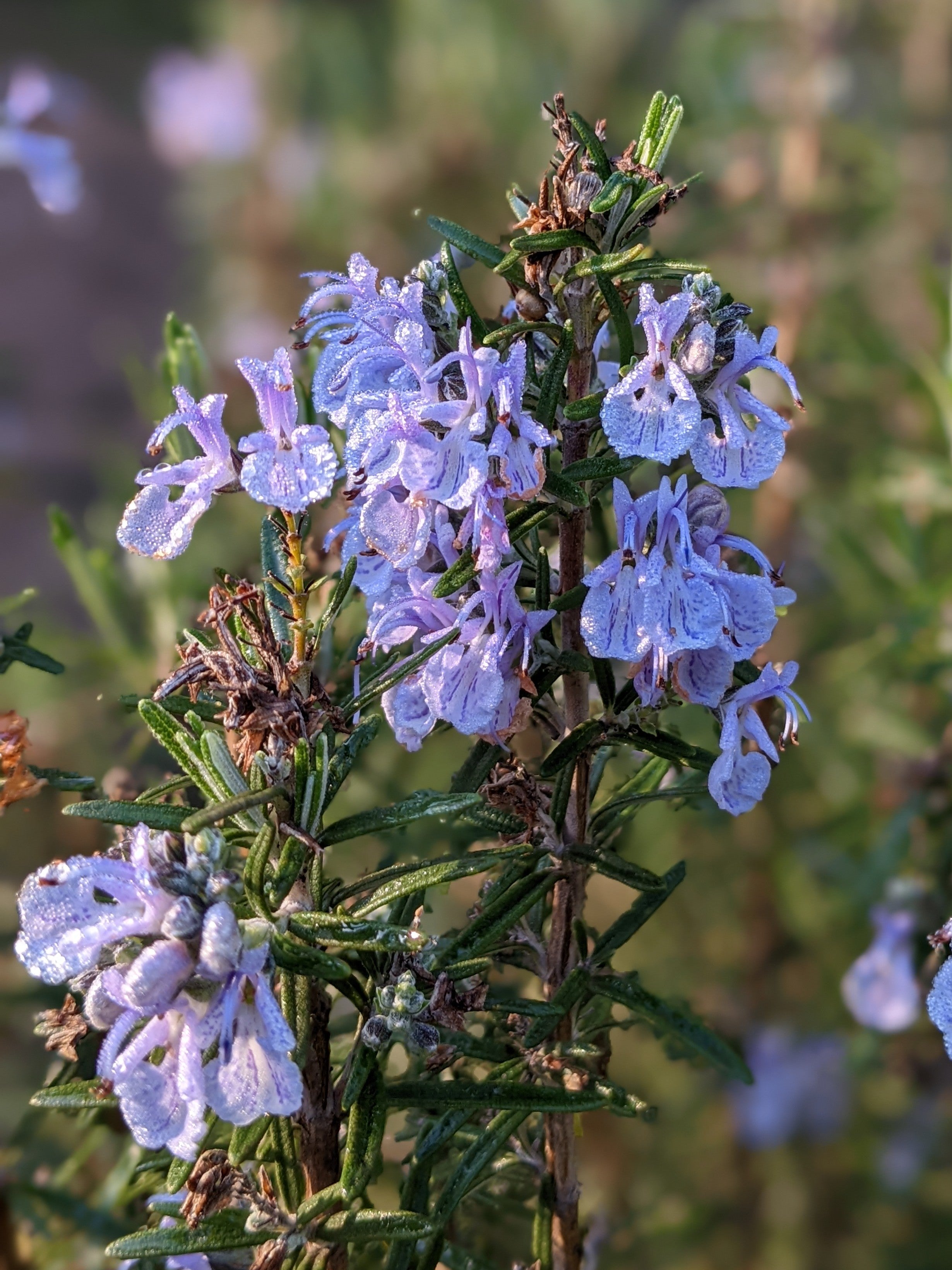 Organic Gorza Rosemary Plant